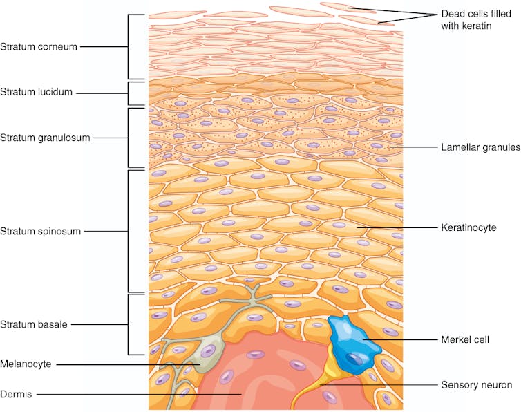 Diagrama de cinco camadas de epiderme, com a derme no fundo